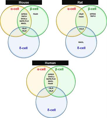 An Autonomous Cannabinoid System in Islets of Langerhans